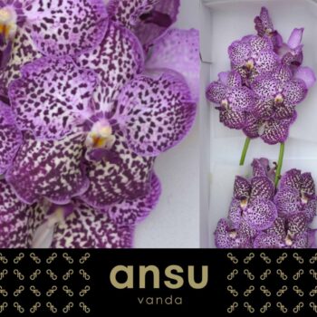 Vanda Sunanda Royal Purple