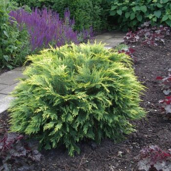 Chamaecyparis law. 'Sunkist'