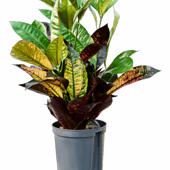 Croton (Codiaeum) variegatum 'Mrs. Iceton' 2pp