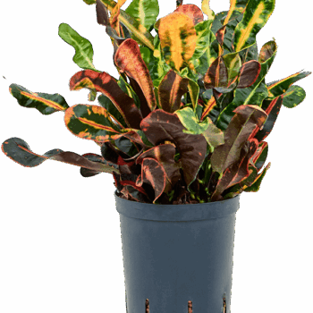 Codiaeum (Croton) variegatum 'Mammi' Tuft