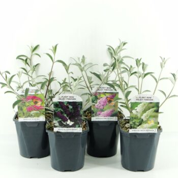 Buddleja Davidii Mix