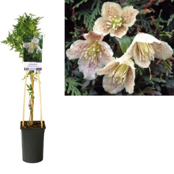 Clematis cirrhosa balearica