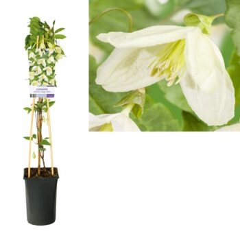 Clematis cirrhosa jingle bells