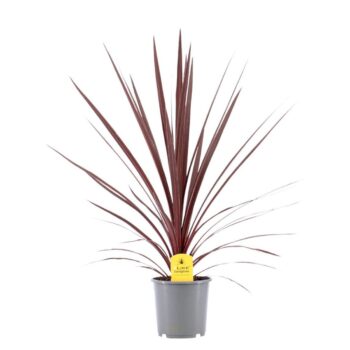 Cordyline Australis Red Star