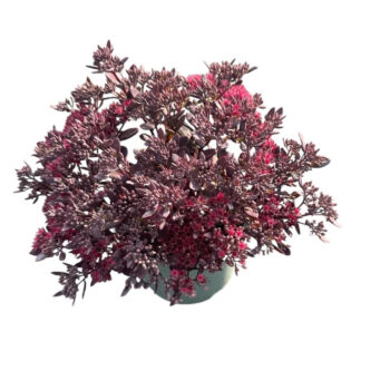 Sedum 'Jose Aubergine'