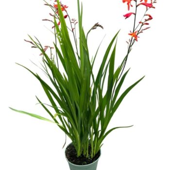 Crocosmia 'Red King'