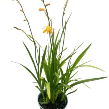 Crocosmia 'George Davidson'