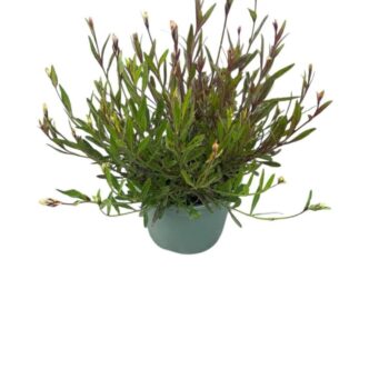 Gaura 'Siskiyou Pink'