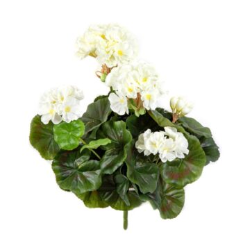 Geranium bush x 7 cream