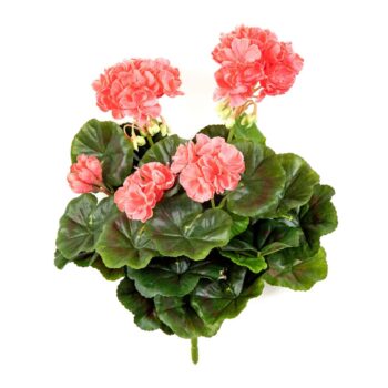 Geranium bush x 7 peach