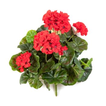 Geranium bush x 7 red