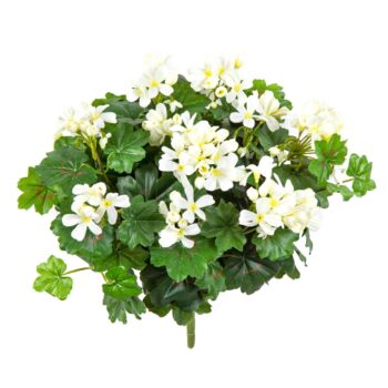 Geranium cascade bush cream