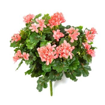 Geranium cascade bush peach