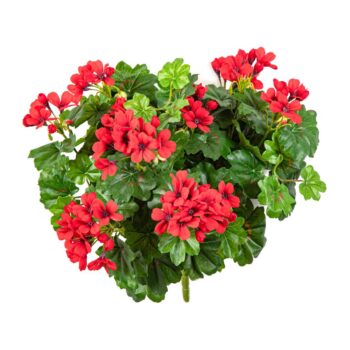 Geranium cascade bush red