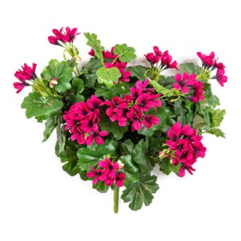 Geranium cascade bush violet