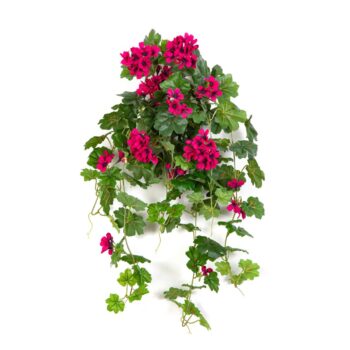 Geranium cascade hanging bush violet