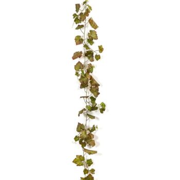 Grape ivy vine autumn 230 cm