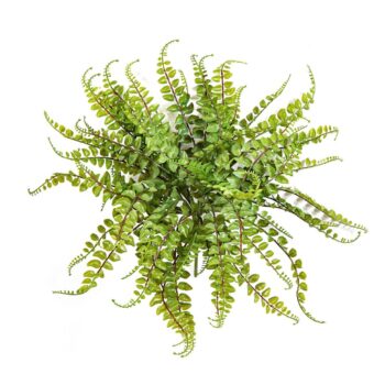 Aplenium maidenhair fern