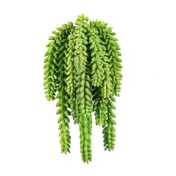 Flame retardant sedum morganianum