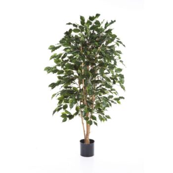 Flame retardant ficus exotica
