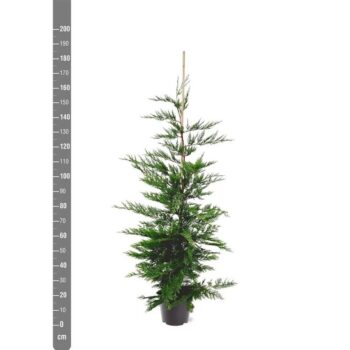 Cupressocyparis leylandii (zonder etiket)