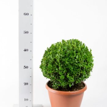 Buxus Green Mound