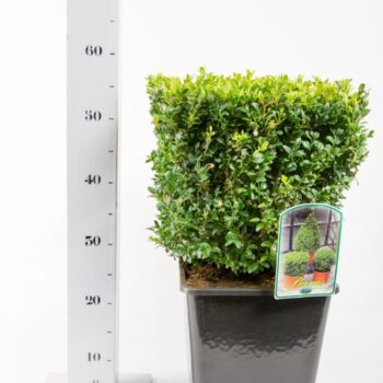 Buxus Sempervirens