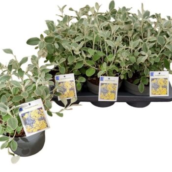 Brachyglottis 'Sunshine'