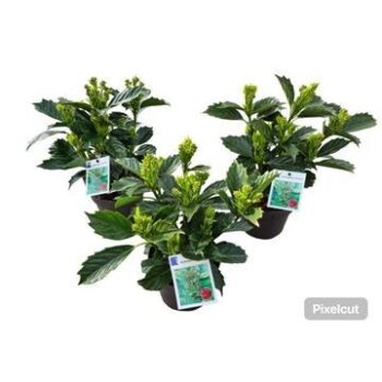 Aucuba japonica 'Rozannie' 2 years old