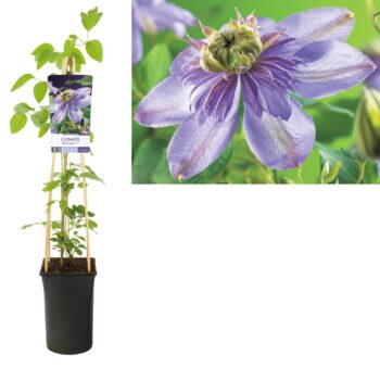 Clematis blue light