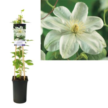 Clematis guernsey cream