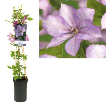 Clematis margaret hunt