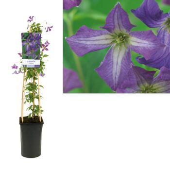 Clematis viticella
