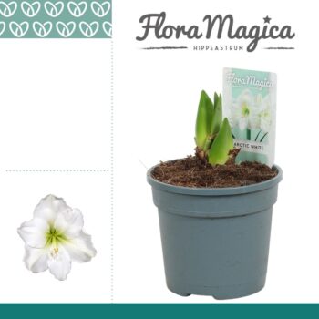 Amaryllis Arctic White 2 Knop