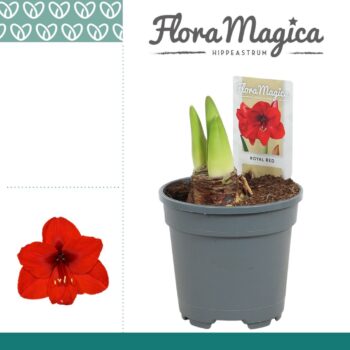 Amaryllis Royal Red 2 Knop