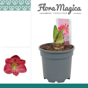 Amaryllis Sweet Pink 2 Knop