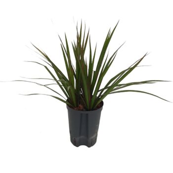 Dracaena Marginata Tip