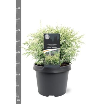 Chamaecyparis law. 'Pearly Swirls'