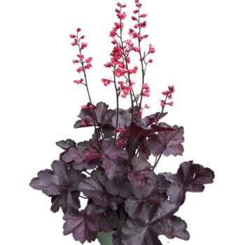 Heuchera 'Timeless Night'