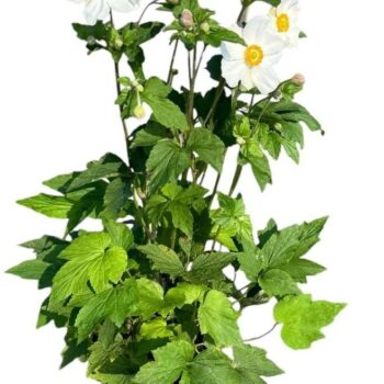 Anemone 'Honorine Jobert'