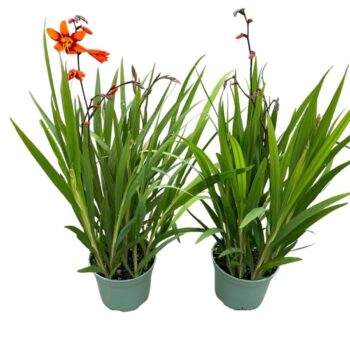 Crocosmia 'Emily McKenzie'