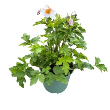 Anemone 'Elfin Swan'