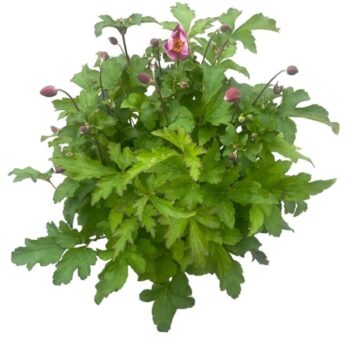 Anemone hup. 'Bowles Pink'