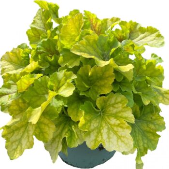 Heuchera Groen/ Green
