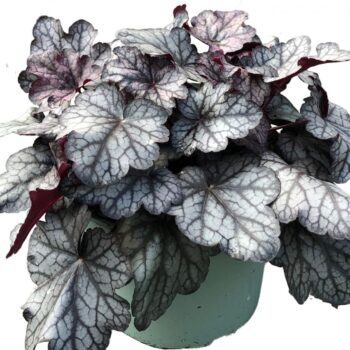 Heuchera Paars/ Purple
