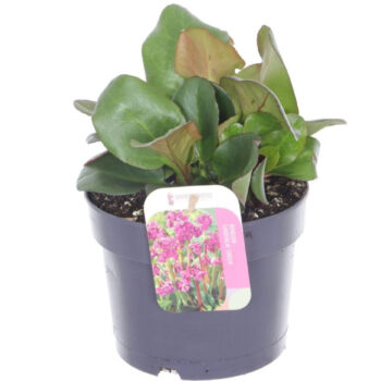 Bergenia cordifolia Eroica