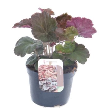 Heuchera micr. Palace Purple