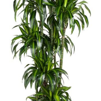 Dracaena Hawaiian Sunshine