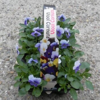 Viola Cornuta mixkar in sixpack