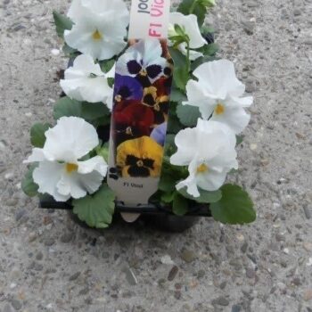 Viola F1 mixkar in sixpack